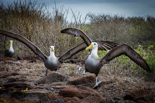 018 Espanola, albatrossen.jpg